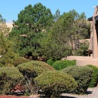 TREE & SHRUB MAINTENANCE