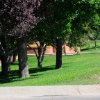 TREE & LAWN MAINTENANCE